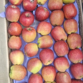 Apple 1kg