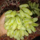 GREEN GRAPS fruit