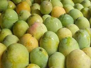 Malda Mango (aam)  1 kg